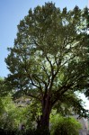 photo No. IMG_3945